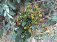 Pentanema squarrosum