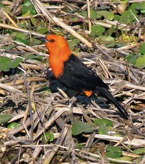 Amblyramphus holosericeus