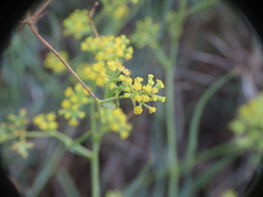 Bupleurum fruticescens
