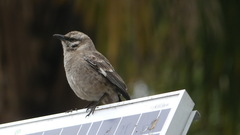 Mimus longicaudatus