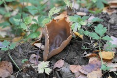 Helvella acetabulum