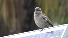 Mimus longicaudatus