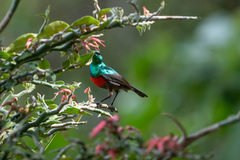 Cinnyris chloropygius