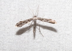 Adaina ambrosiae