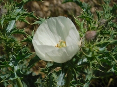 Argemone subfusiformis