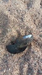 Mytilus galloprovincialis