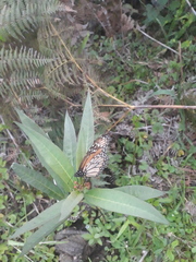 Danaus erippus