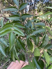 Ungnadia speciosa