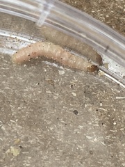 Plodia interpunctella