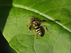 Psammaletes mexicanus