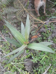 Danaus erippus