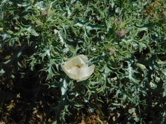 Argemone subfusiformis