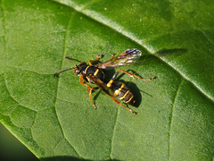 Psammaletes mexicanus