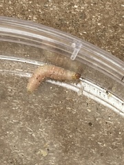 Plodia interpunctella