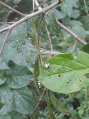 Oedionychina