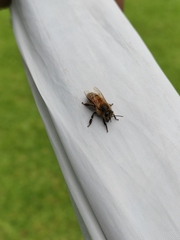Apis mellifera
