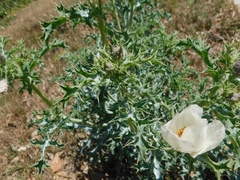 Argemone subfusiformis