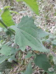 Cyrtonota