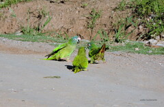 Thectocercus acuticaudatus