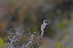Oena capensis capensis