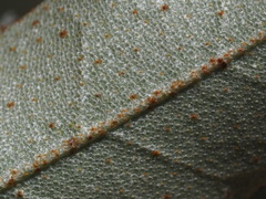 Croton cascarilloides