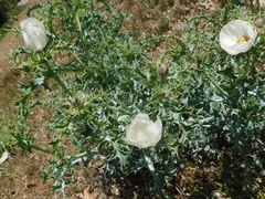 Argemone subfusiformis