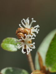 Croton cascarilloides