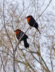 Amblyramphus holosericeus