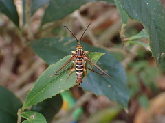 Ichneumenoptera