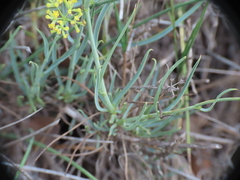 Bupleurum fruticescens