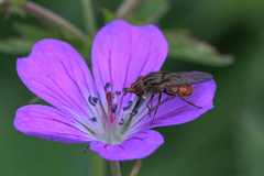 Rhingia campestris