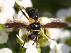 Trichopoda plumipes