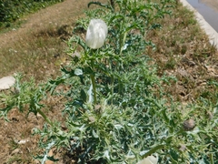 Argemone subfusiformis