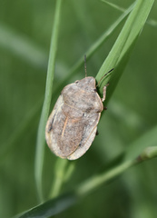 Eurygaster austriaca