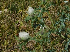 Argemone subfusiformis