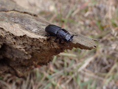 Nigidius sinicus