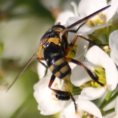 Trichopoda plumipes