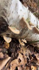 Trametes betulina