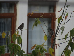 Passer domesticus