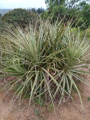 Puya chilensis