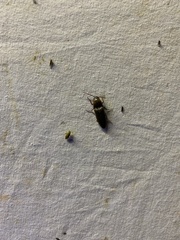 Elateridae