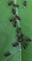 Meranoplus bicolor
