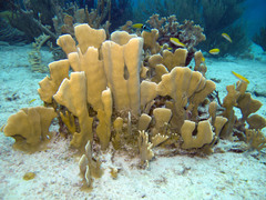 Millepora complanata