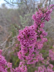 Erica mauritanica