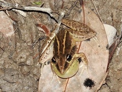 Litoria nasuta