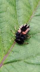 Harmonia axyridis