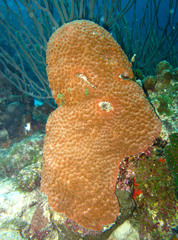 Montastraea cavernosa