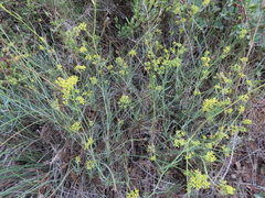 Bupleurum fruticescens