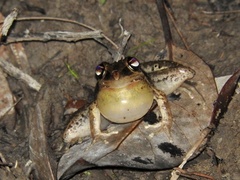 Litoria nasuta