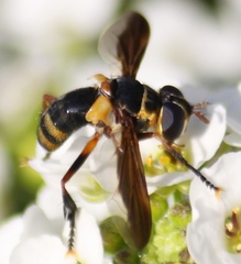 Trichopoda plumipes